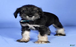 Miniature Schnauzer dogs for sale: Austin - Image 7