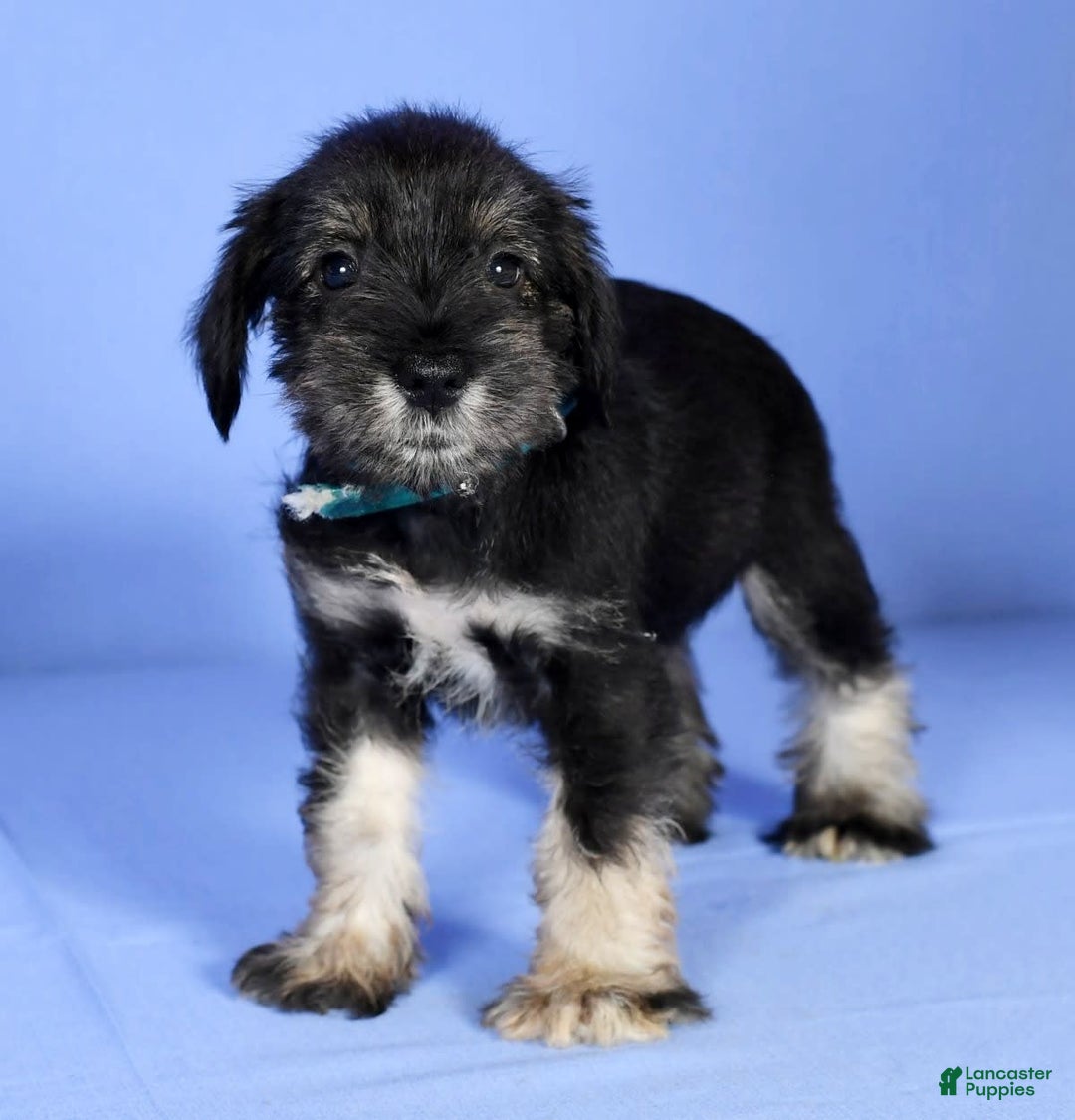 Miniature Schnauzer dogs for sale: Austin - Image 7