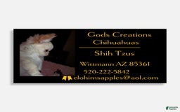 Chihuahua dogs for sale: Full Akc   Dealer - Image 8