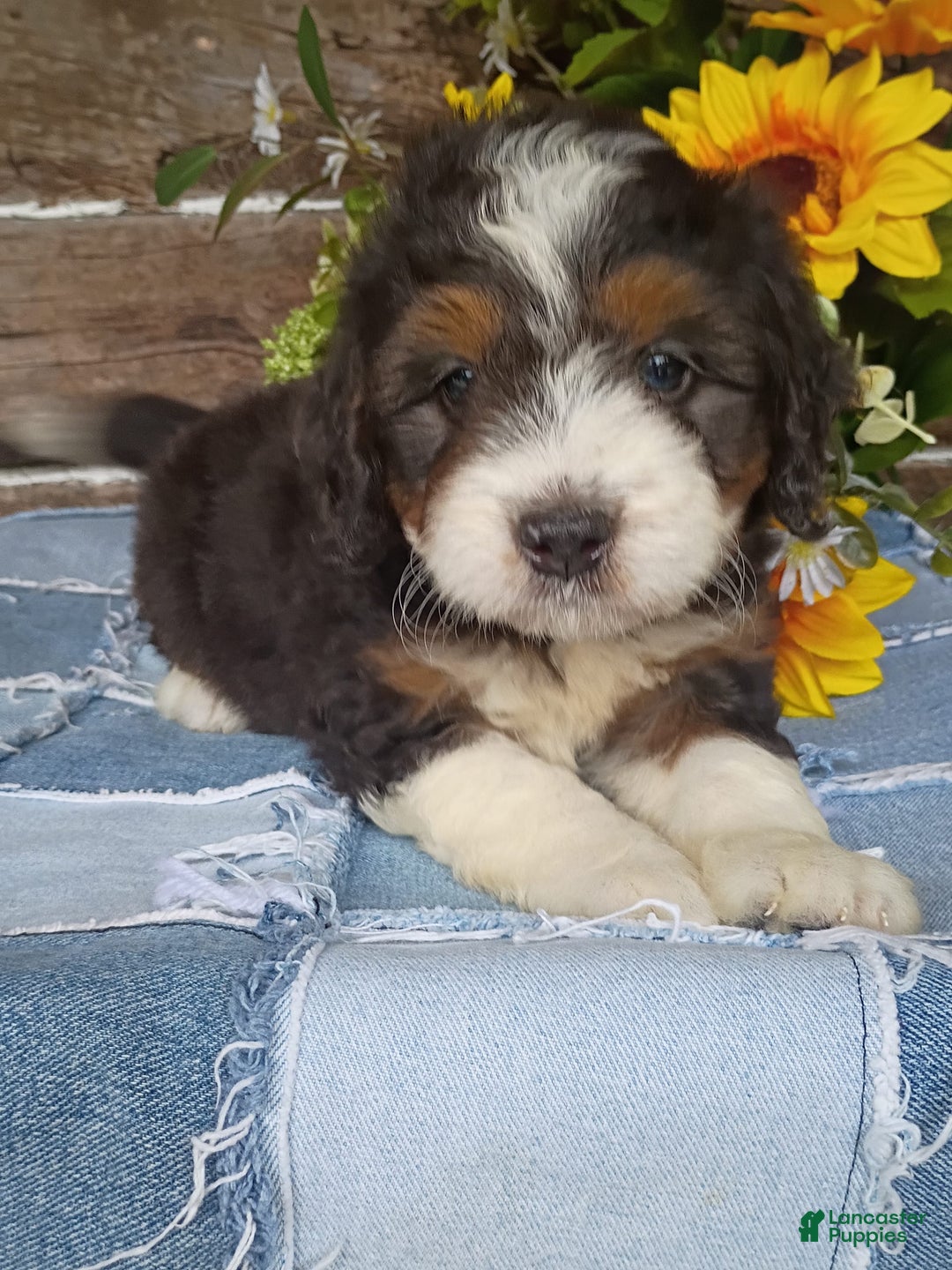 Mini Bernedoodle dogs for sale: Mini Bernedoodle 9 puppies - Image 1