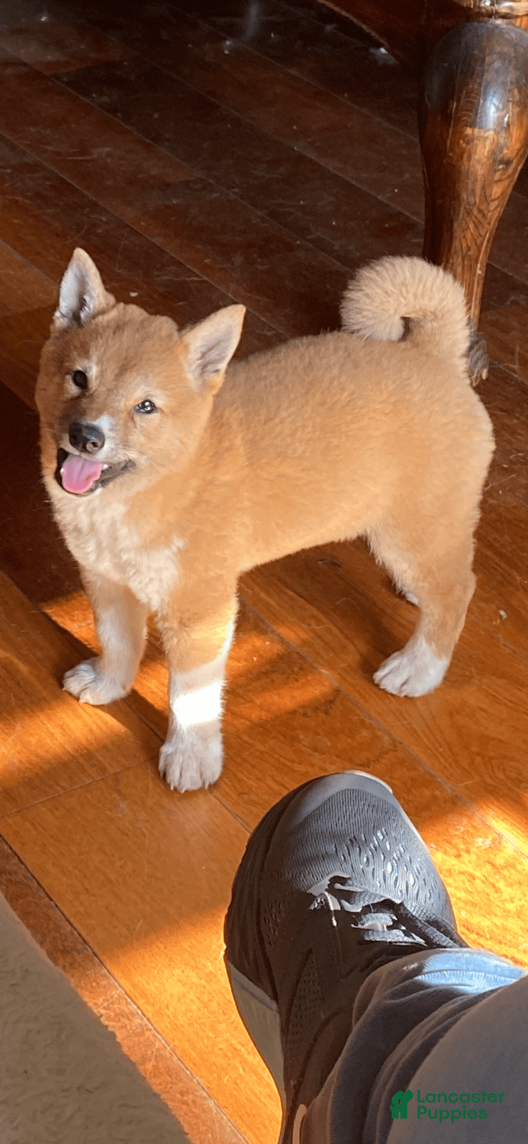 Shiba Inu dogs for sale: Cleo - Image 4