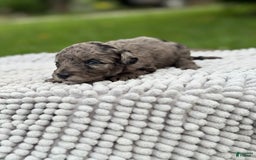 Maltipoo dogs for sale: Isabella - Listing for pets: Avery, Maribel, Isabella, Hudson, Huxley - Image 4