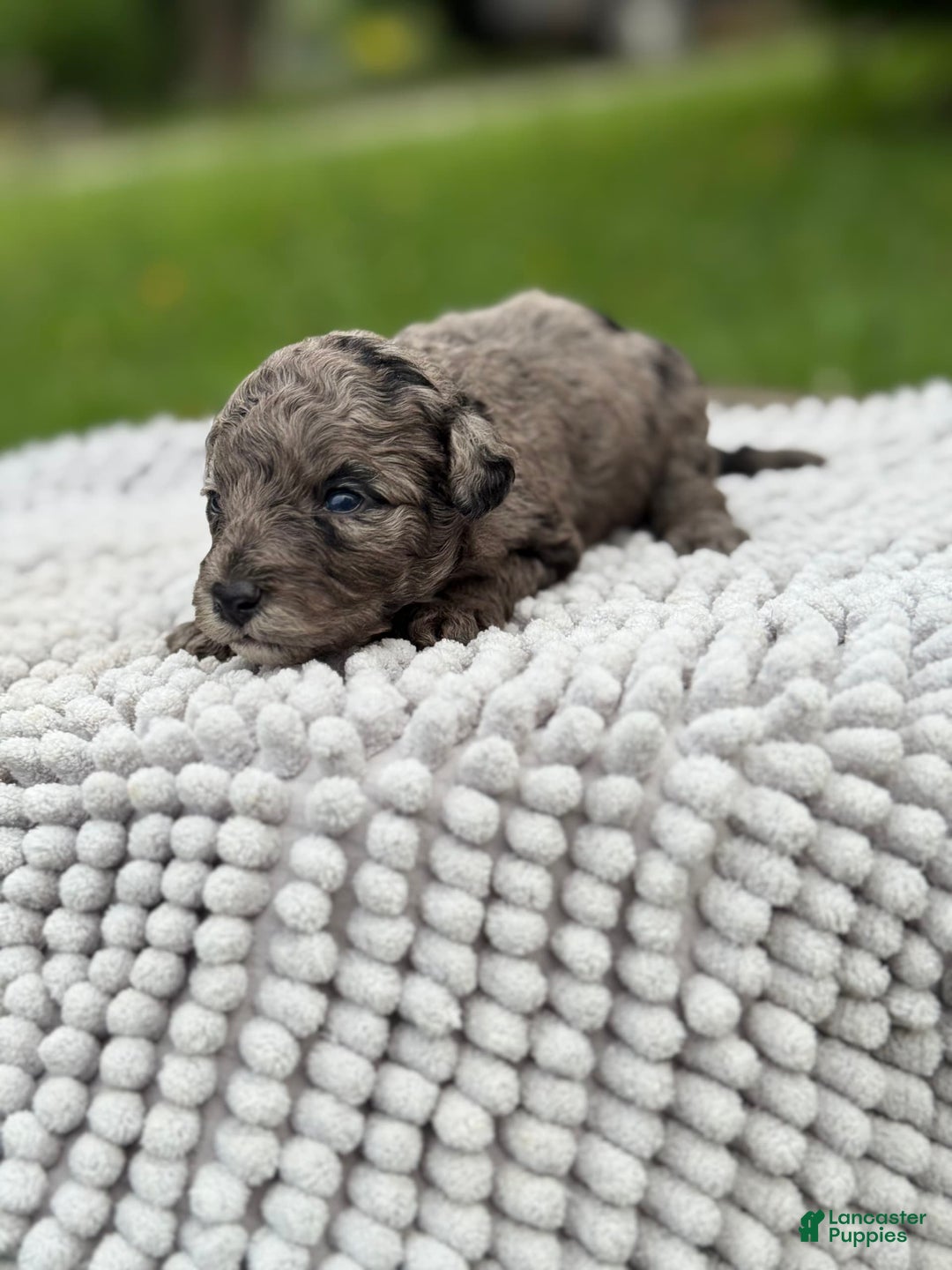 Maltipoo dogs for sale: Isabella - Listing for pets: Avery, Maribel, Isabella, Hudson, Huxley - Image 4