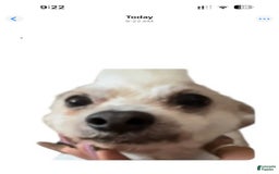 Shihpoo dogs for sale: Ray Ray - Image 7