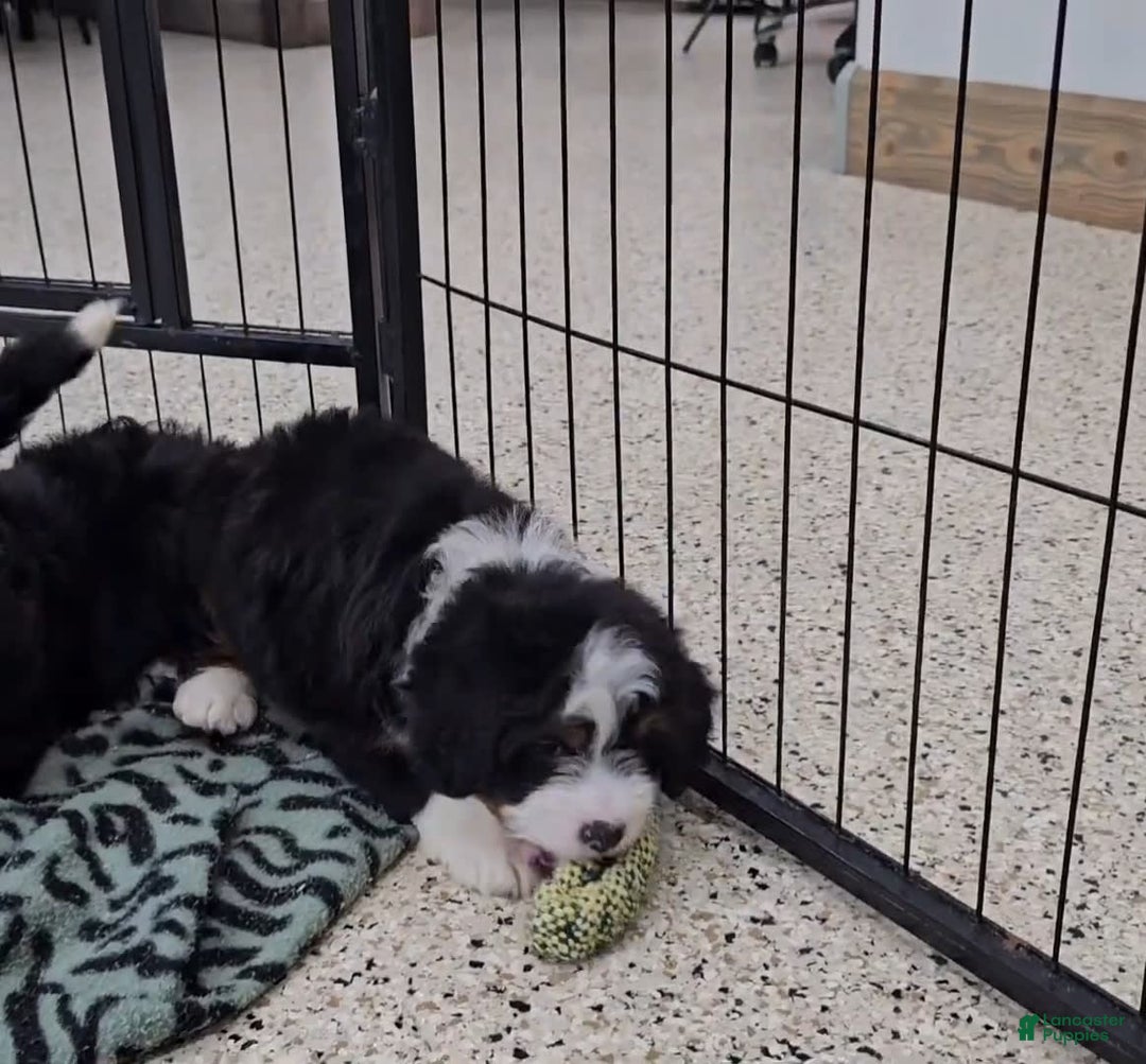 Mini Bernedoodle dogs for sale: Lennon Mini - Image 9