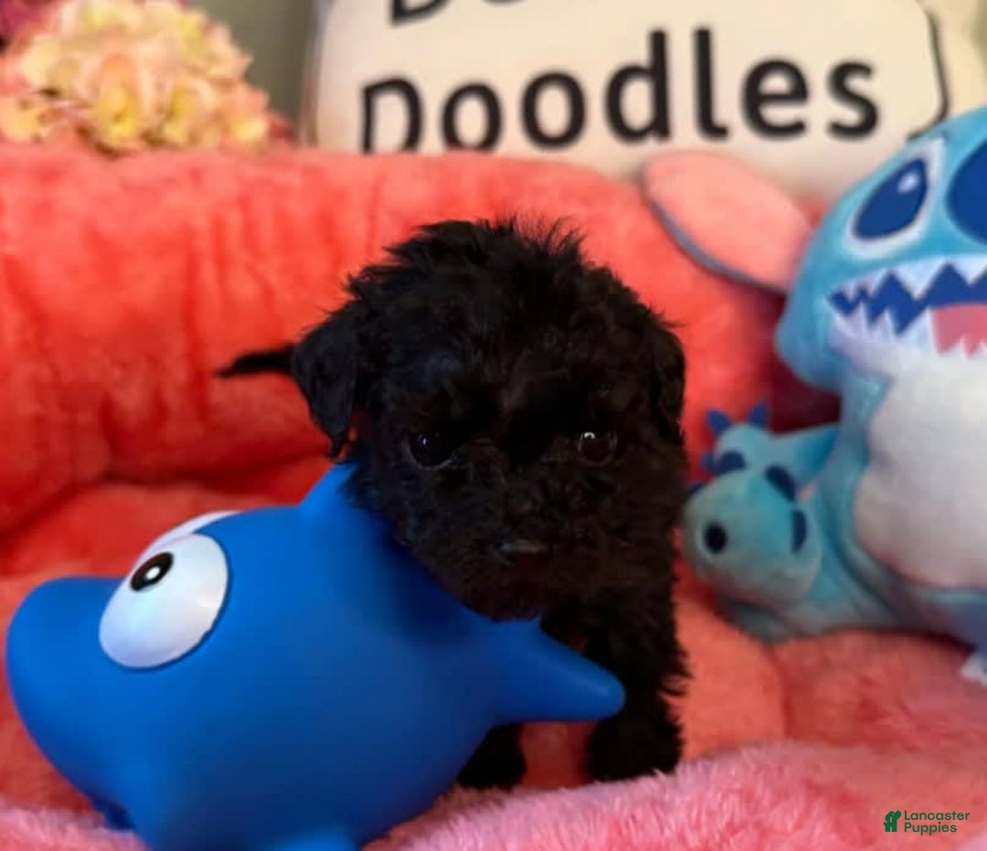 Mini Goldendoodle dogs for sale: Nani Purple Collar Female - Image 1