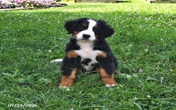 Bernese Mountain Dog dogs for sale: Lael - Image 4