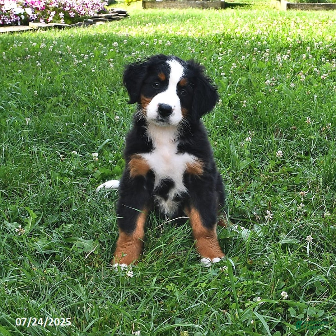 Bernese Mountain Dog dogs for sale: Lael - Image 4
