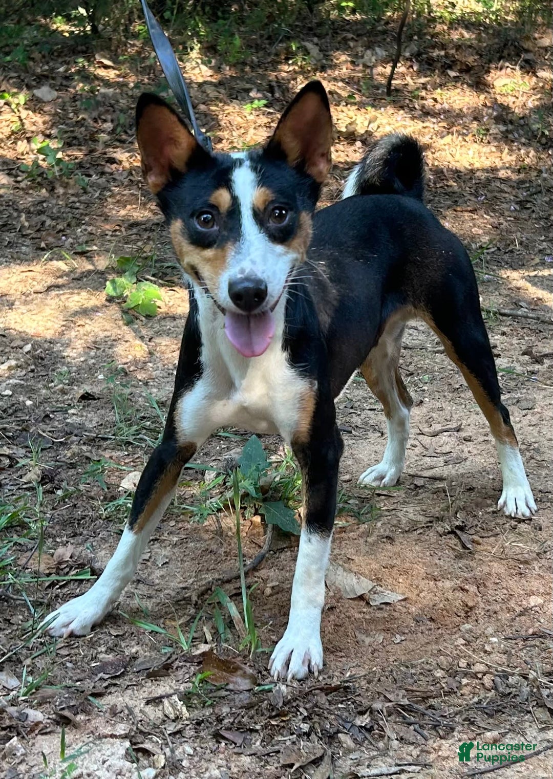Basenji dogs for sale: Crow - Image 1