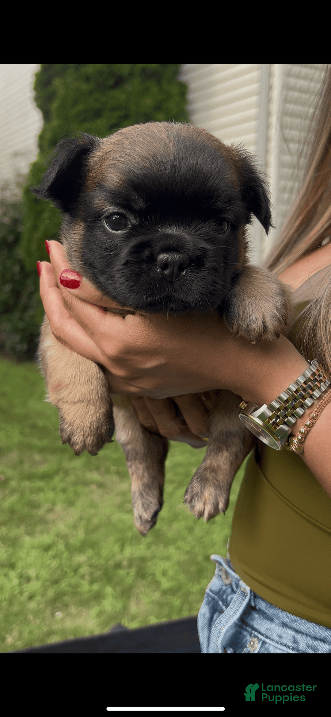 French Bulldog dogs for sale: Snickers The Fluffy - Image 4