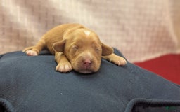Cockapoo dogs for sale: Stoick - Image 15