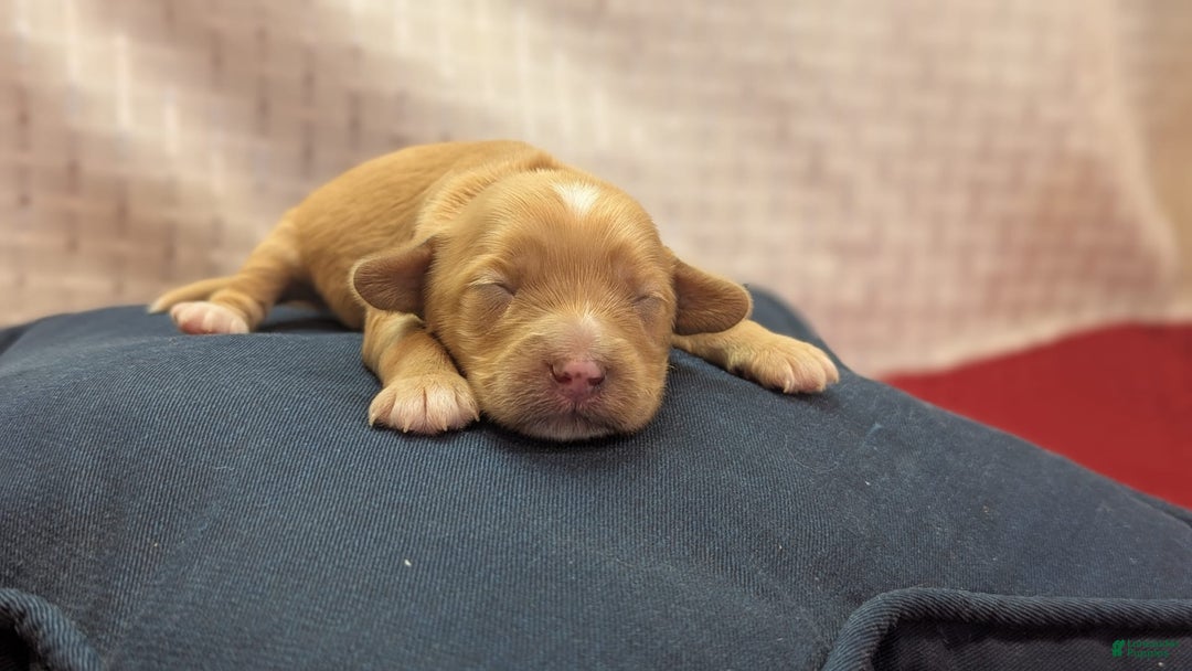 Cockapoo dogs for sale: Stoick - Image 15