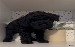 Cockapoo dogs for sale: Coal - Image 1