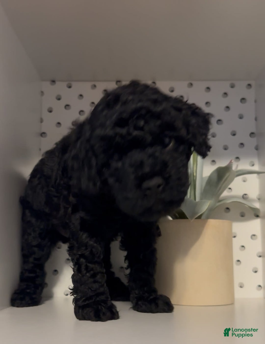 Cockapoo dogs for sale: Coal - Image 1