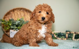 Cavapoo dogs for sale: Greg - Image 2