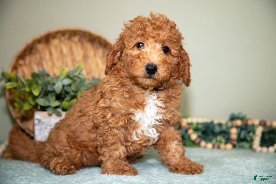 Cavapoo dogs for sale: Greg - Image 2