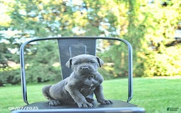 Cane Corso dogs for sale: Batista - Image 1