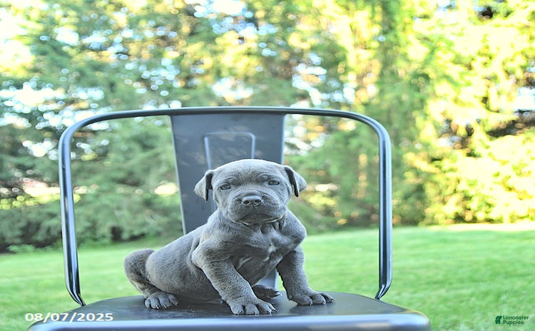 Cane Corso dogs for sale - Ad 2