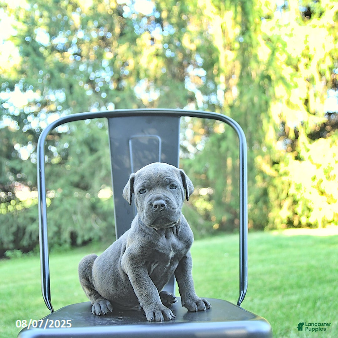Cane Corso dogs for sale: Batista - Image 1