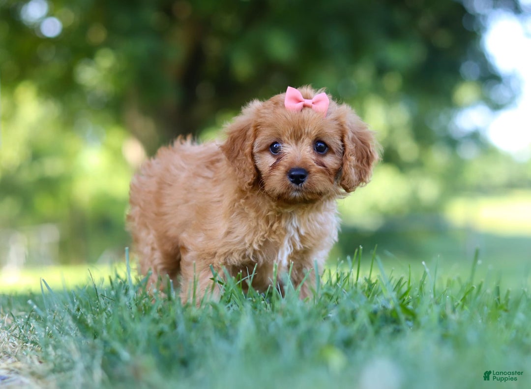 Cavapoo dogs for sale: Missy - Image 5