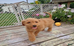 Goldendoodle dogs for sale: Red - Image 2