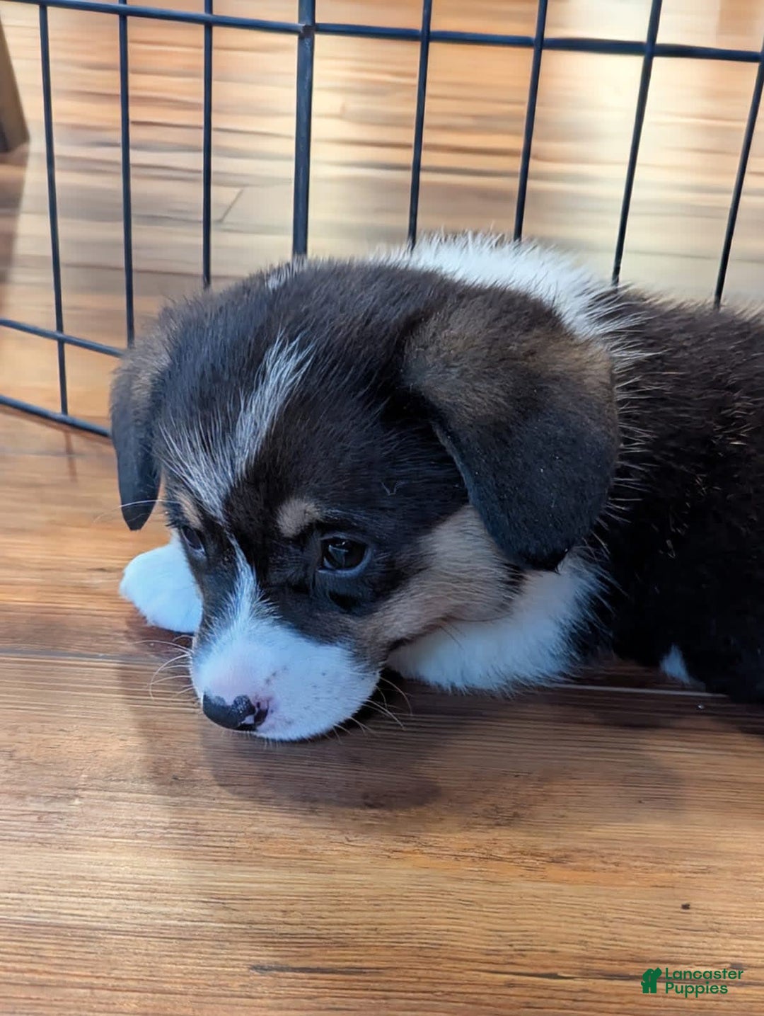 Welsh Corgi Pembroke dogs for sale: Jimmy - Image 3
