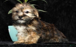 Shorkie dogs for sale: Hayden - Image 3