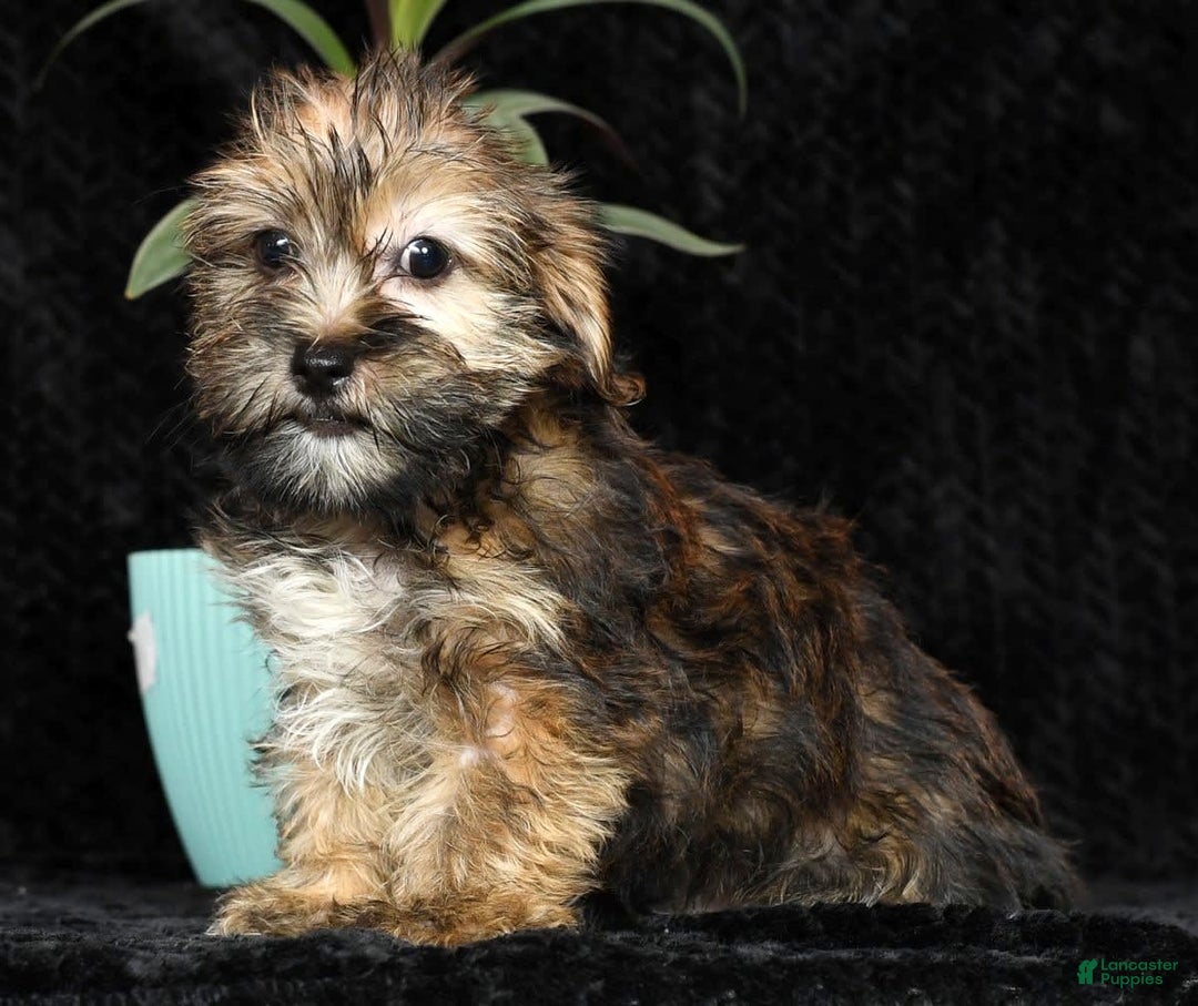 Shorkie dogs for sale: Hayden - Image 3