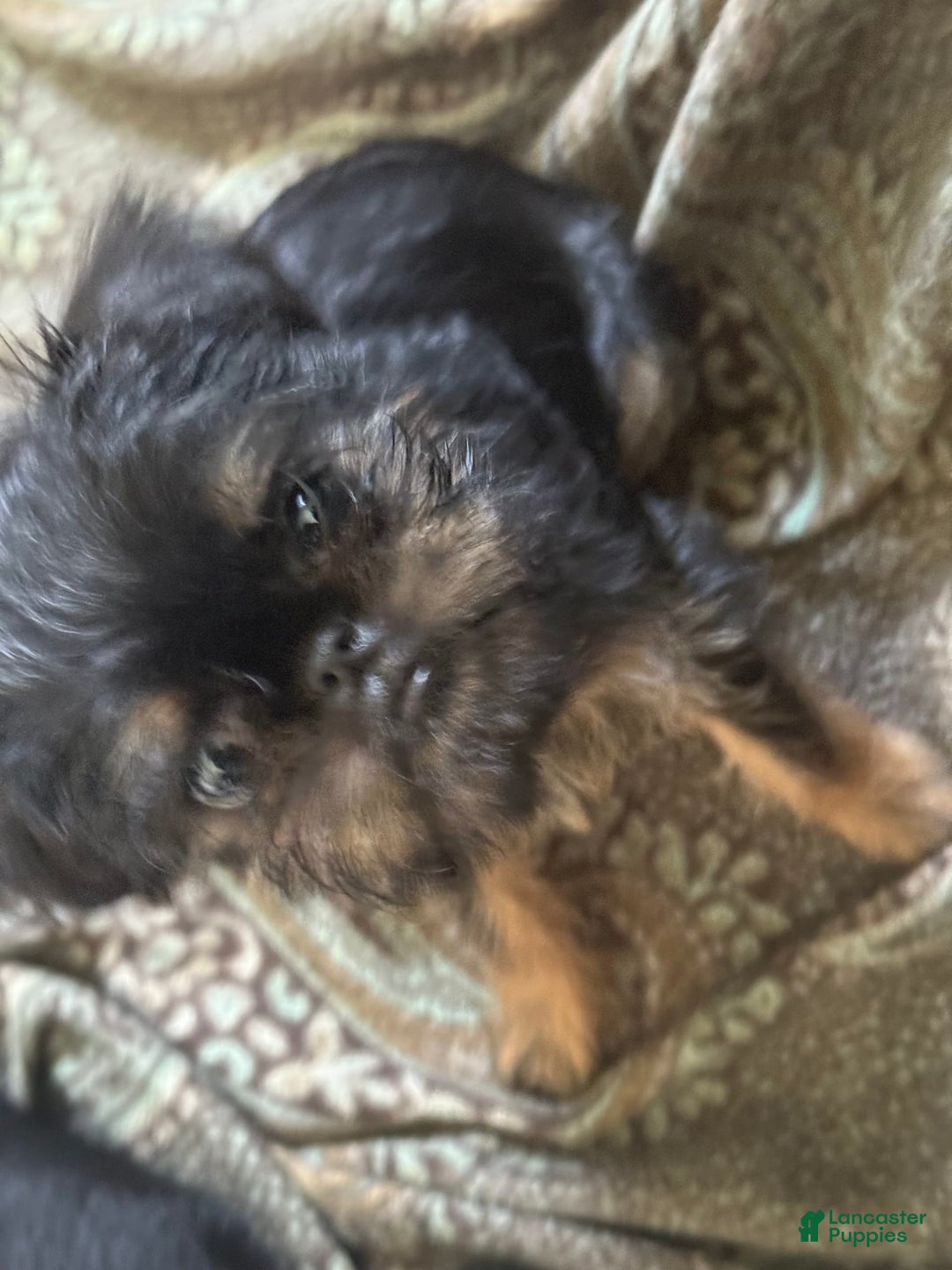 Brussels Griffon dogs for sale: Gianna - Image 2