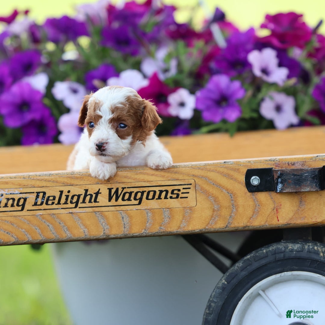 Toy Poodle dogs for sale: Rolex - Image 3