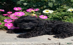 Lhasapoo dogs for sale: Jorden - Image 5