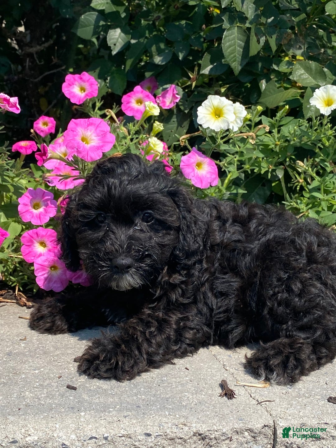 Lhasapoo dogs for sale: Jorden - Image 5