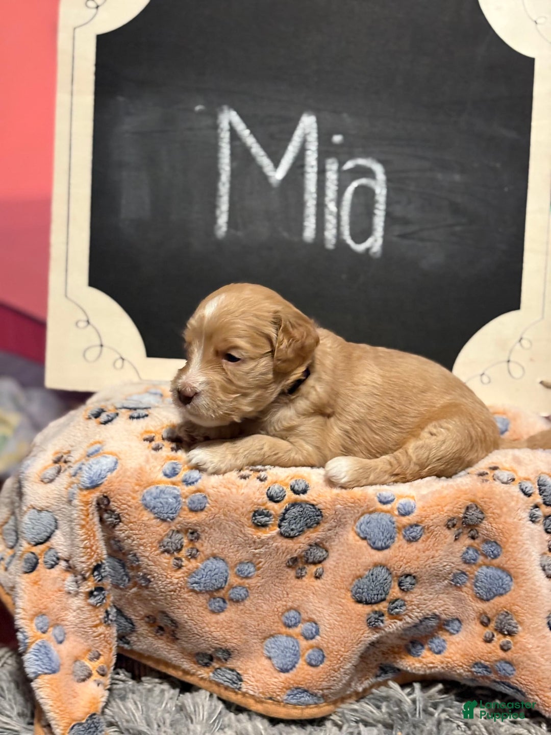 Goldendoodle dogs for sale: Mia - Image 5