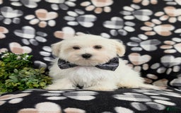 Maltese dogs for sale: Donegan Akc - Image 3