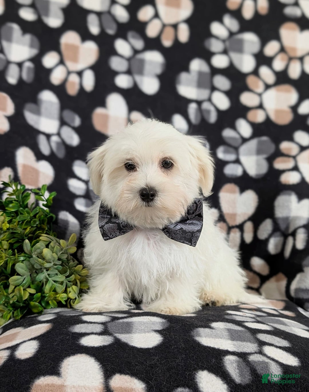 Maltese dogs for sale: Donegan Akc - Image 3