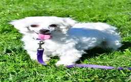 Maltese dogs for sale: River - Image 9