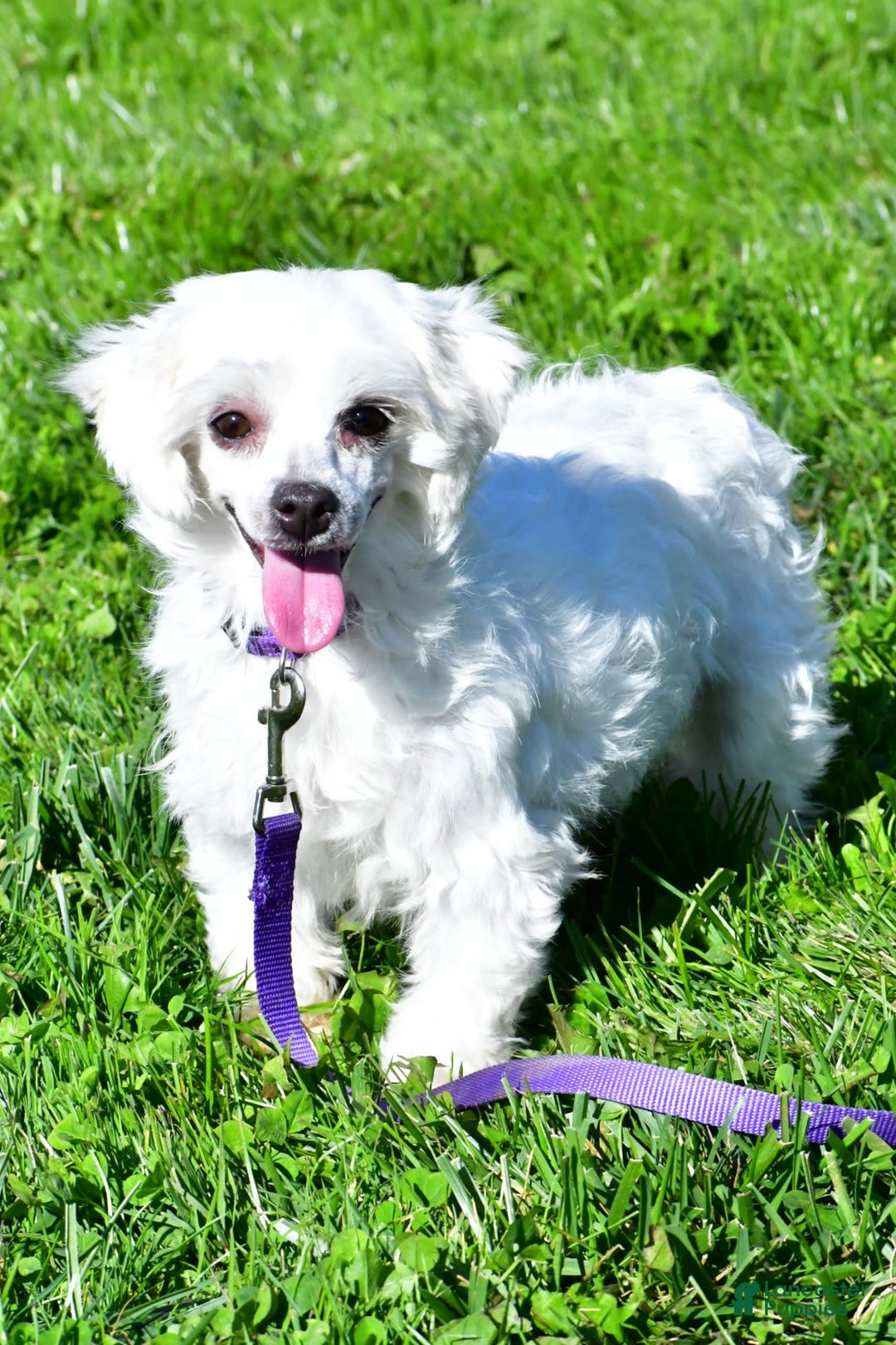 Maltese dogs for sale: River - Image 9