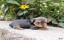 Yorkshire Terrier dogs for sale: Precious - Image 2