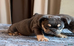 English Bulldog dogs for sale: Dreka - Image 4