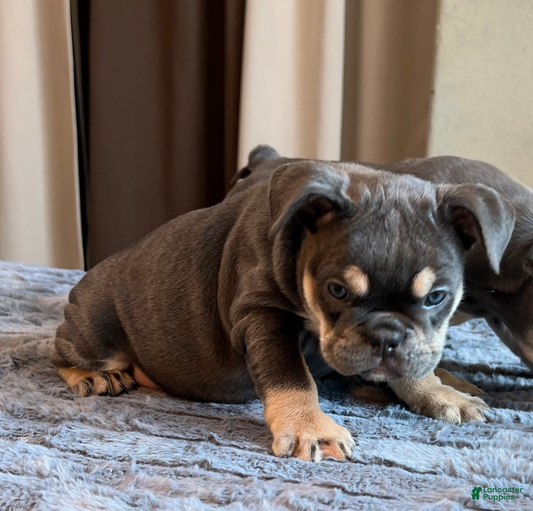 English Bulldog dogs for sale: Dreka - Image 4
