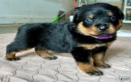 Rottweiler dogs for sale: Purple - Image 8