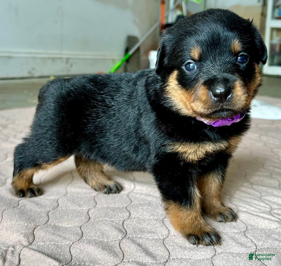 Rottweiler dogs for sale: Purple - Image 8