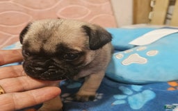 Pug dogs for sale: Mack - Image 3