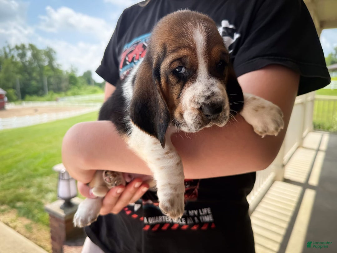 Basset Hound dogs for sale: Rocky - Image 3
