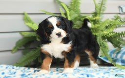Bernedoodle dogs for sale: Basil - Image 1
