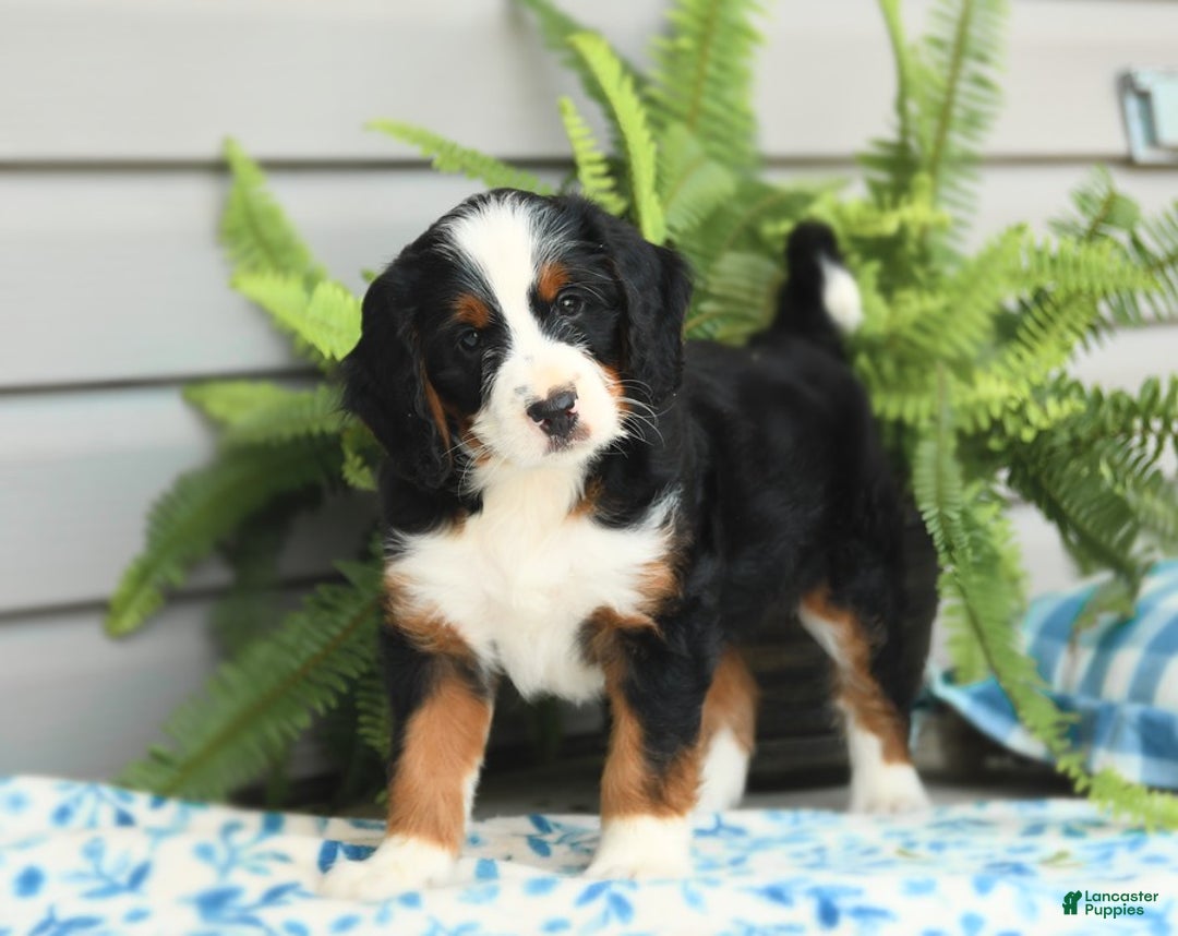 Bernedoodle dogs for sale: Basil - Image 1