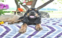 Cocker Spaniel dogs for sale: Banjo - Image 29