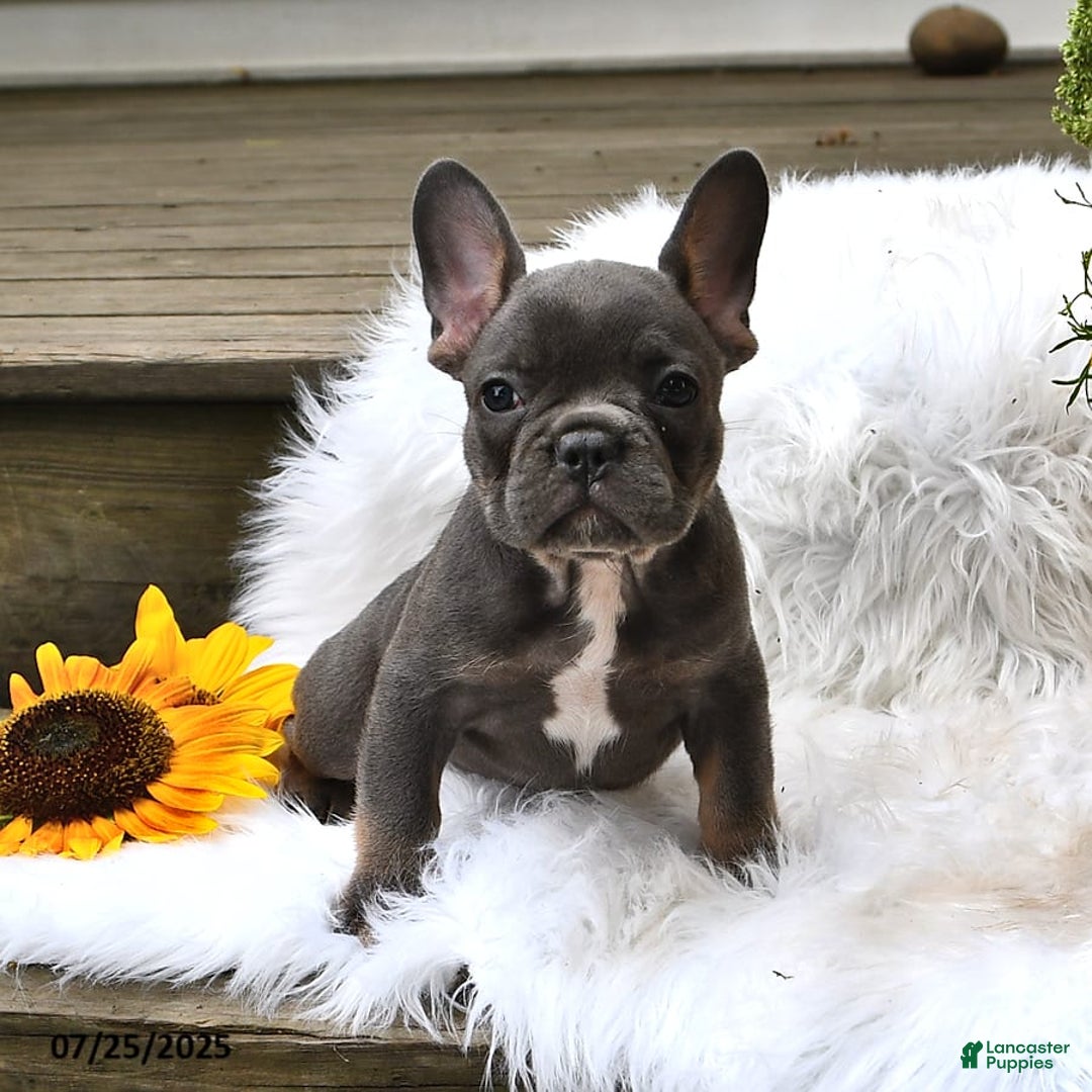 French Bulldog dogs for sale: Hudson - Image 8