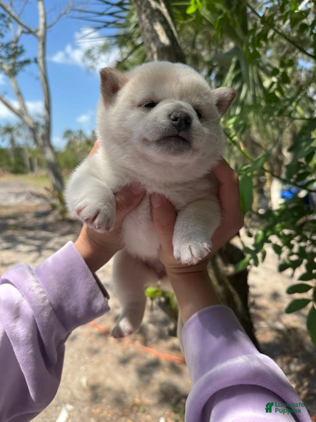 Shiba Inu dogs for sale: Butterfly - Image 5
