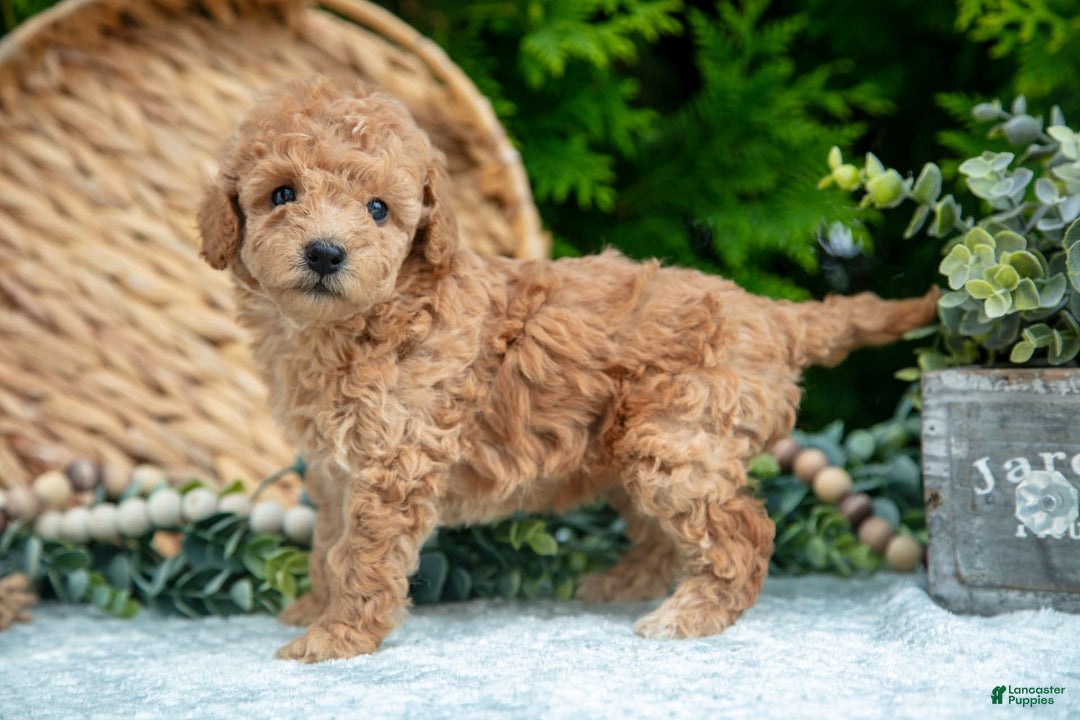 Cavapoo dogs for sale: Tootsie - Image 3